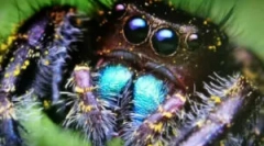 Арахнофобія: що робити зі страхом від павуків?